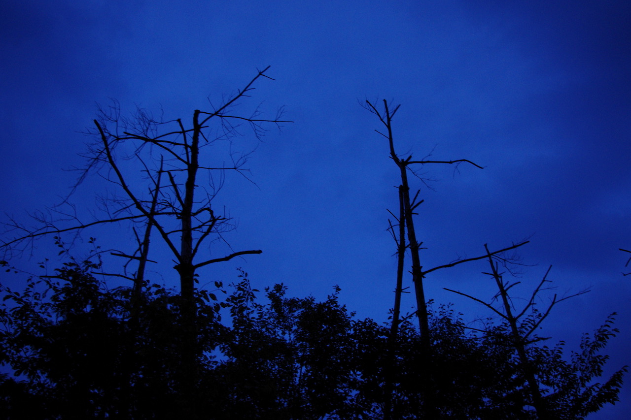 BlueDusk