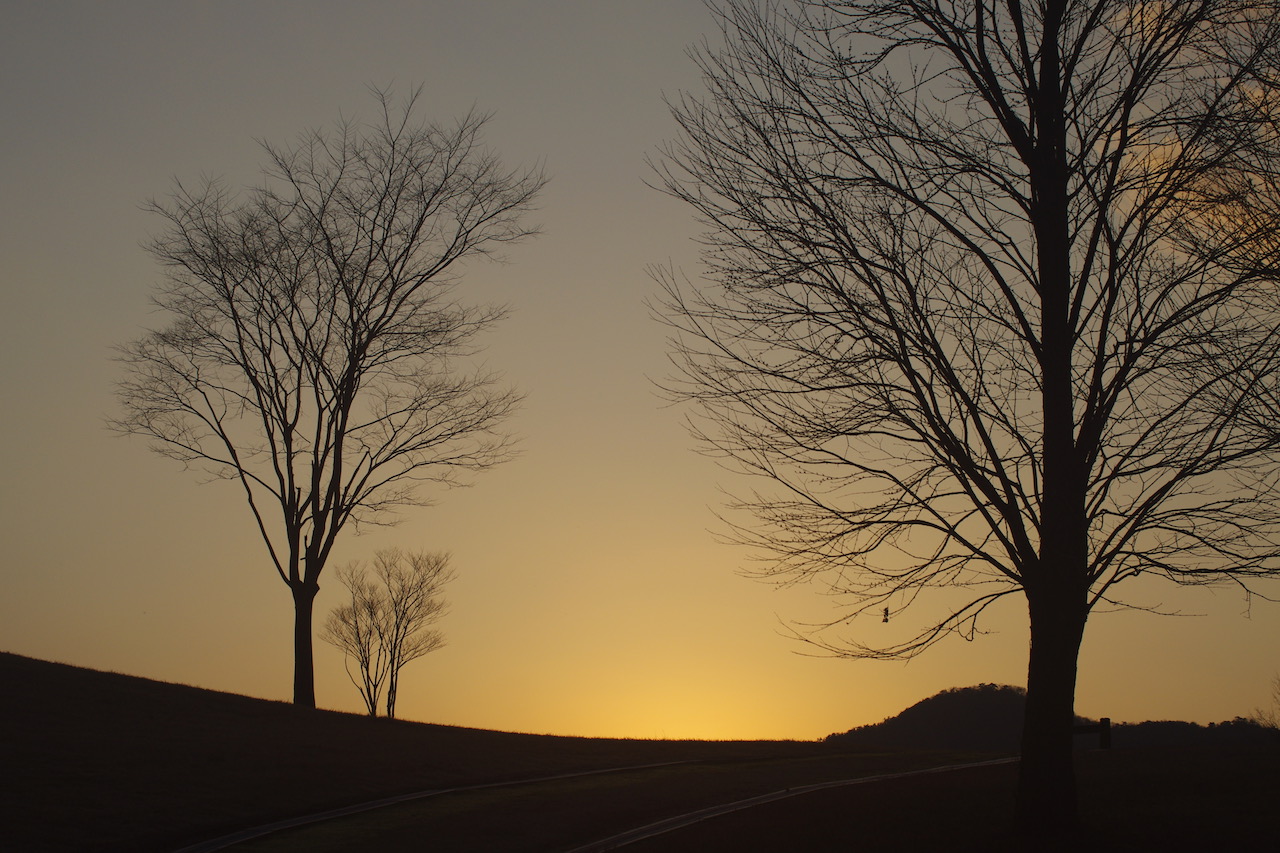 SunsetBetweenTrees